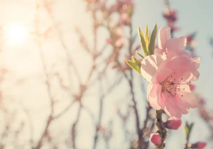 Pink cherry blossoms with sunlight background.